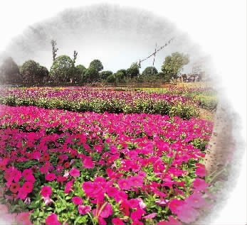 f954659cdaeee60ed5f2dcf4d167aa60_res15_attpic_brief.jpg f954659cdaeee60ed5f2dcf4d167aa60_res15_attpic_brief.jpg